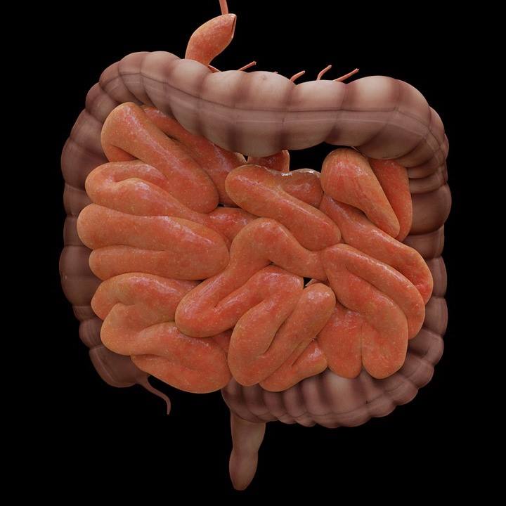 intestine-gcc6bd4f38_1280